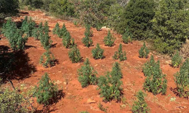 Εντοπίστηκε δάσος από δενδρύλλια κάνναβης σε περιοχή της Αρκαδίας