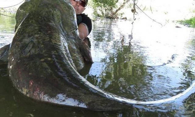 Τσέρνομπιλ: Δείτε τα ψάρια - τέρατα που κυκλοφορούν στα ποτάμια του!