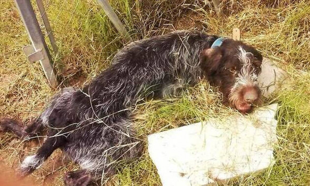 Ανατριχίλα: «Ανέστησαν» ετοιμοθάνατο σκυλάκο! (video)