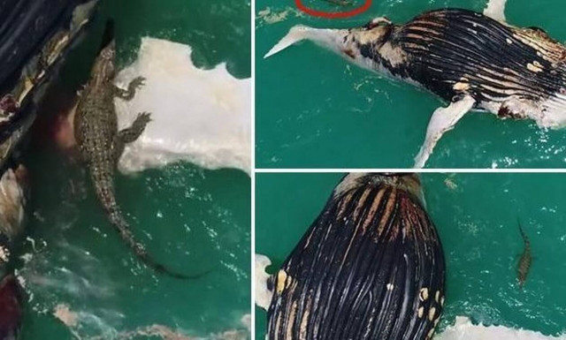 Καρχαρίες «συνεργάζονται» με κροκόδειλους για τον πιο μακάβριο λόγο! (video)  