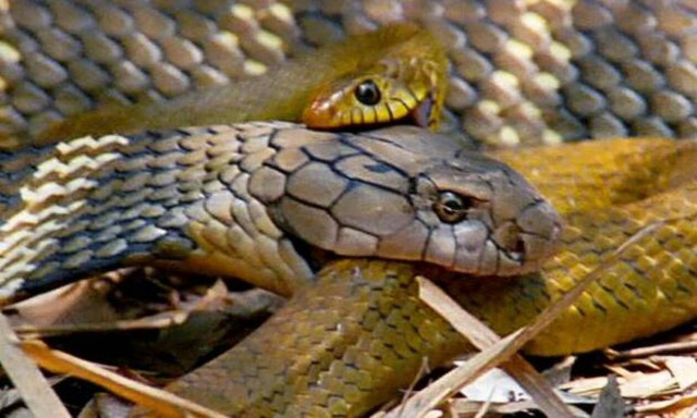 Αυτή η κόμπρα τρώει άλλα φίδια για… πρωινό! (video)