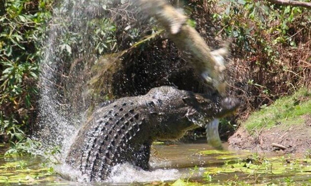 Σκληρές εικόνες: Κροκόδειλος κανιβαλίζει άλλο κροκόδειλο