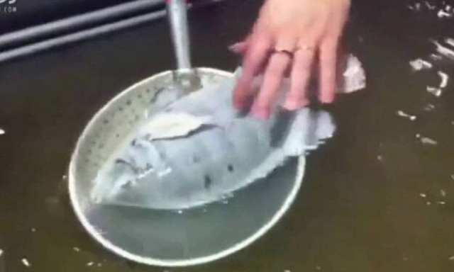 Απίστευτο σκηνικό: Βγάζει το ψάρι από την κατάψυξη και το ψάρι… ανασταίνεται!