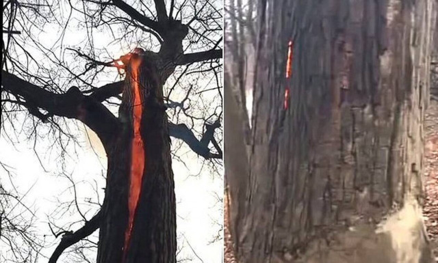 Δέντρο παίρνει φωτιά αλλά δεν καίγεται! (vid)