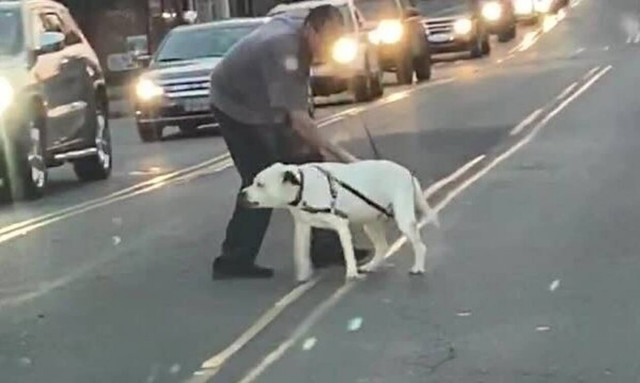 Τους «τσάκισε» τα νεύρα ο σκύλος! (vid)