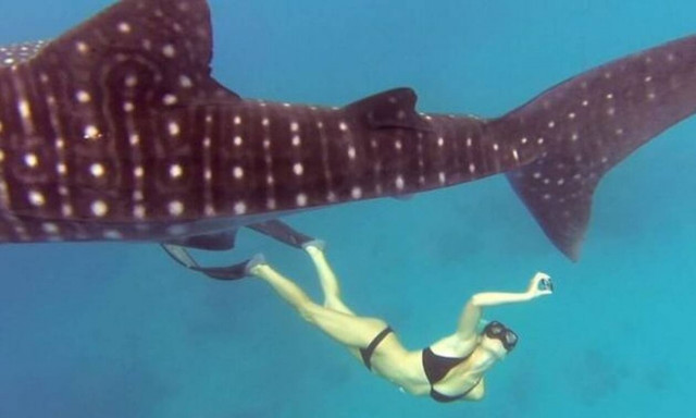 Δέος! Αυτό είναι το μεγαλύτερο ψάρι στον κόσμο!