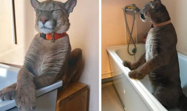 Έχουν ένα πούμα μέσα στο σπίτι τους για κατοικίδιο!