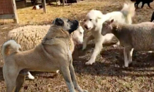 Αυτό το τσοπανόσκυλο είναι απευθείας για… ΟΑΕΔ! Δείτε το βίντεο