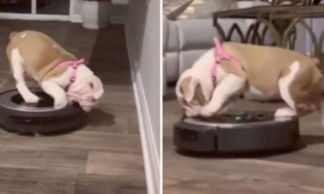 Τρέλα γέλια: Μπουλντόγκ «ξεσκίζει» ηλεκτρική σκούπα! (vid)