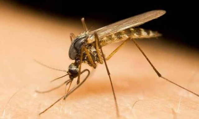 Ξάνθη: Αυξήθηκαν σε 9 τα κρούσματα ιού του Δυτικού Νείλου