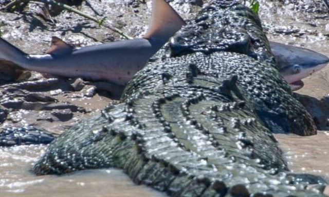 Κροκόδειλος τσακίζει καρχαρία με μία μόνο κίνηση!