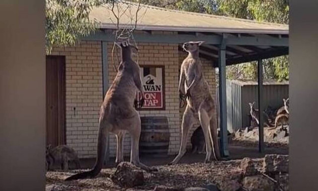 Δύο καγκουρό συναντιούνται έξω από ένα μπαρ-Δείτε τι ακολουθεί! 