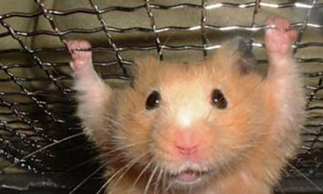 Αυτό δεν είναι χάμστερ, αυτό είναι… κομάντο πραγματικό! 