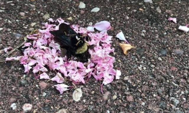 Ανεξήγητο φαινόμενο: Μυρμήγκια αφήνουν λουλούδια στο «μνήμα» μιας μέλισσας!