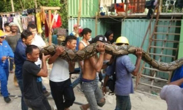 Αδιανόητο: Έπιασαν γιγάντιο πύθωνα μήκους 8 μέτρων!