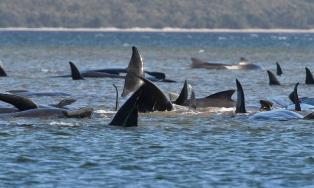 Απίστευτες εικόνες: Γέμισε η θάλασσα στα ρηχά... φάλαινες (video)