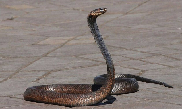 ΣΟΚ: Ζευγάρι υιοθετούσε κουτάβια για να τα ταΐσει στα φίδια του!