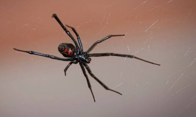 Αναστάτωση στην Πάτρα: Στο νοσοκομείο του Ρίου ασθενής από τσίμπημα «μαύρης χήρας»