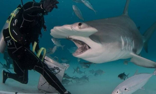 Κολυμβητές πέφτουν πάνω σε κοπάδι με δεκάδες καρχαρίες! (video)