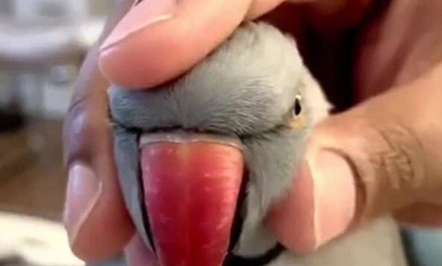 Πεθαίνουμε! Δείτε πώς αντιδράει ο παπαγάλος όταν τον ακουμπάνε στο κεφάλι (vid)