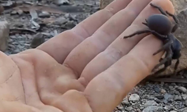 Στην Πάτρα το αντίδοτο της μαύρης αράχνης- Τρόμος από τα απανωτά περιστατικά