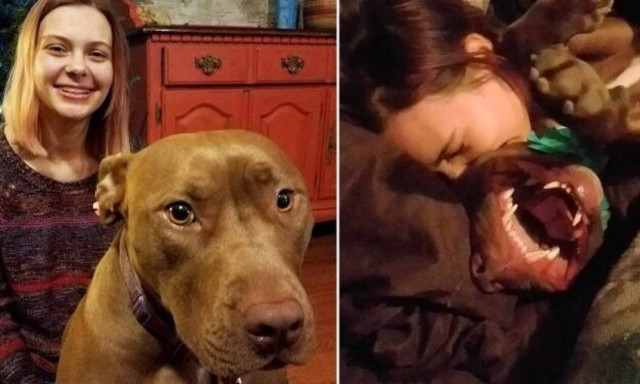 Έχετε ξαναδεί πιτ μπουλ να… μαρσάρει; (vid)