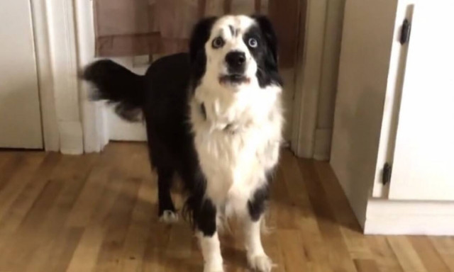 Σκύλος παθαίνει παράκρουση όταν δεν του δίνουν λιχουδιά! (vid)