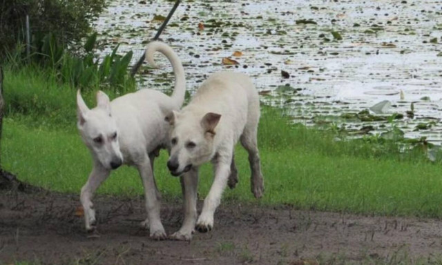Σοκαριστικό video: Αλιγάτορας αρπάζει σκύλο από αυλή