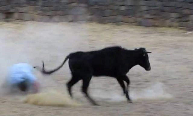 Νεαρός ταύρος έστειλε τον ταυρομάχο στον… ΟΑΕΔ! Δείτε το βίντεο