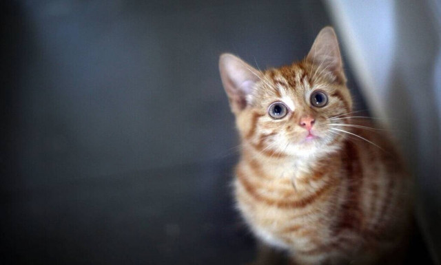  Κορονοΐός: Οι γάτες πρέπει να μπουν σε καραντίνα για να μην γίνουν υπερμεταδότες του ιού