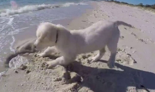 Κουταβάκι πηγαίνει πρώτη φορά στη ζωή του στη θάλασσα και η χαρά του δεν περιγράφεται!