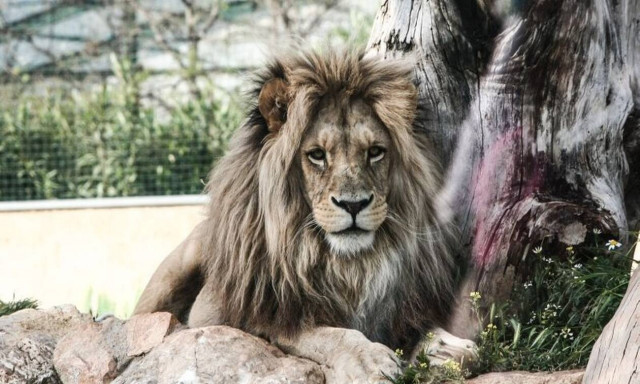 Έβαλε το χέρι του στο κλουβί με το λιοντάρι και το πλήρωσε – Σκληρές εικόνες