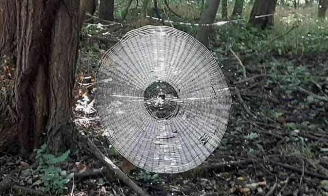 Εφιαλτικό: Αυτός ο ιστός αράχνης προκαλεί τρόμο