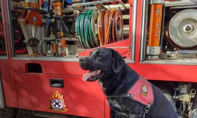 Η τρυφερή ανάρτηση της Πυροσβεστικής για τη σημερινή Παγκόσμια Ημέρα των Ζώων