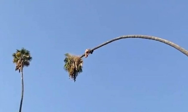 Βίντεο που κόβει την ανάσα: Ανέβηκε σε φοίνικα 30 μέτρων για να τον κόψει - Η συνέχεια τρομάζει