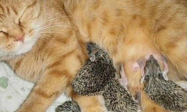 Αδιανόητο: Γάτα θηλάζει νεογέννητους σκαντζόχοιρους!