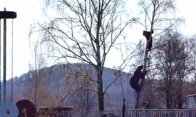 Αρκούδα κυνηγάει ξυλοκόπο μέχρι την κορυφή δέντρου! 