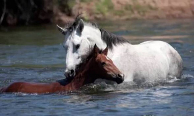 Άλογο σώζει νεογέννητο πουλάρι από σίγουρο πνιγμό! 