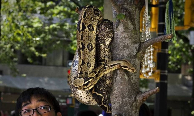 Εικόνες - σοκ: 8χρονο αγόρι ζούσε μέσα σε ένα κλουβί παρέα με έναν βόα!
