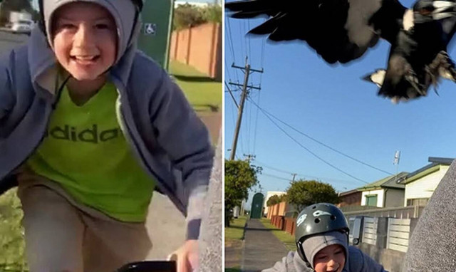 Πατέρας και γιος δέχονται επίθεση από «σαλεμένη» καρακάξα!