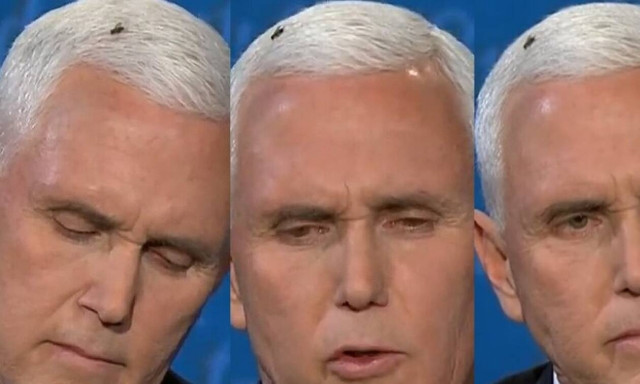 Εκλογές ΗΠΑ: Η μύγα που έκλεψε την παράσταση στο debate των αντιπροέδρων