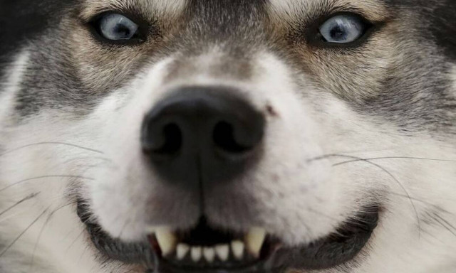 Χάσκι κατασπάραξε μπέιμπι σίτερ – Προσοχή: Σκληρές εικόνες