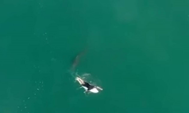 Σοκαριστική στιγμή: Καρχαρίας φτάνει σε απόσταση... αναπνοής από σέρφερ! 