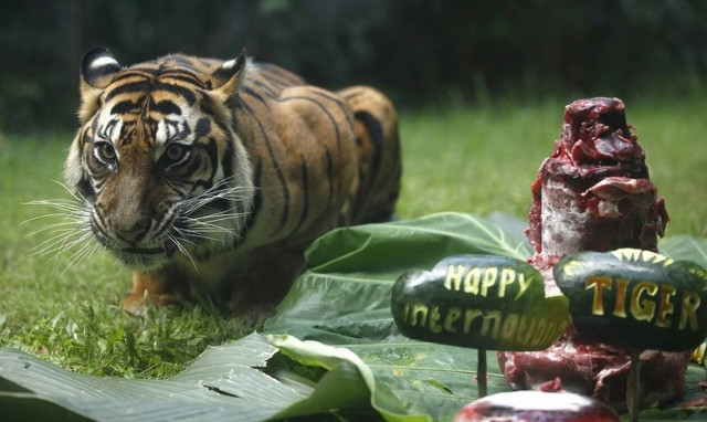 Αγόρασαν γάτα αλλά μετά κατάλαβαν ότι ήταν τίγρης!