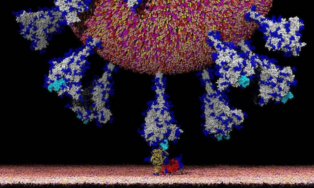 Κορονοϊός: Κινέζοι  επιστήμονες αποκαλύπτουν νέες  λεπτομερείς εικόνες – Δείτε πώς είναι 