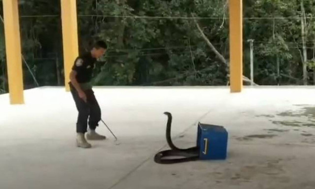 Βασιλική κόμπρα επιτίθεται σε διασώστες ζώων! (video)