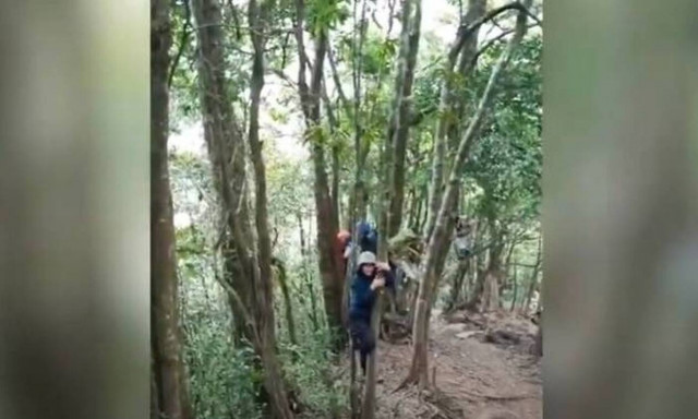 Τους πήρε αγριογούρουνο στο κυνήγι! Σκαρφάλωσαν στα δέντρα για να σωθούν (vid)