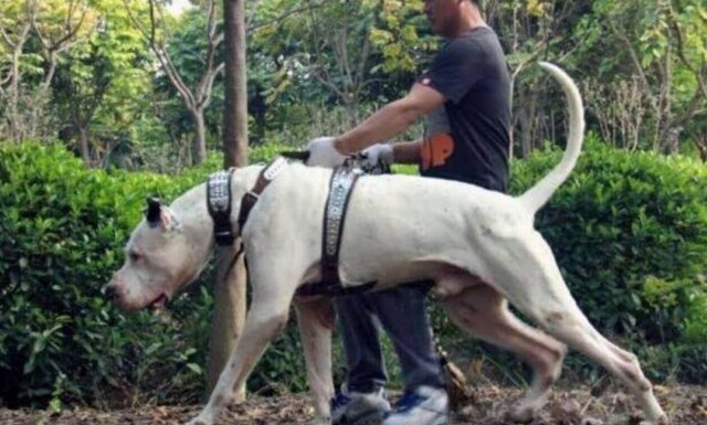Το πιο θηριώδες σκυλί που θα δεις στη ζωή σου (video)