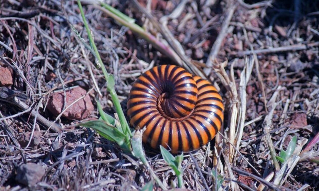 Τραγωδία: Νεκρός 52χρονος από τσίμπημα σαρανταποδαρούσας