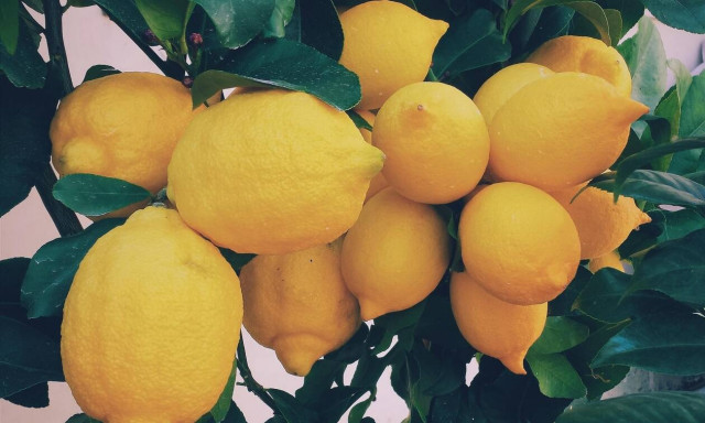 Πώς να κάνετε μια λεμονιά να μεγαλώσει σε λιγότερο από ένα μήνα